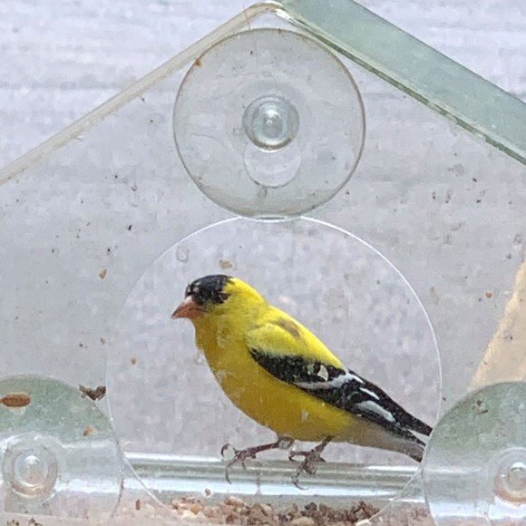 Meet your Posher, Carolyn - Picture 1 of 1